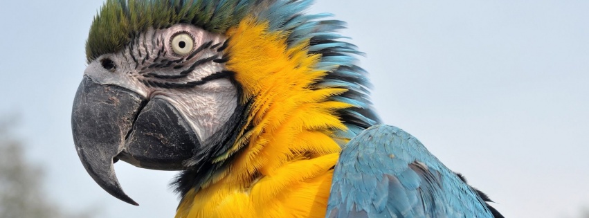 Feathers Head Beak Parrot