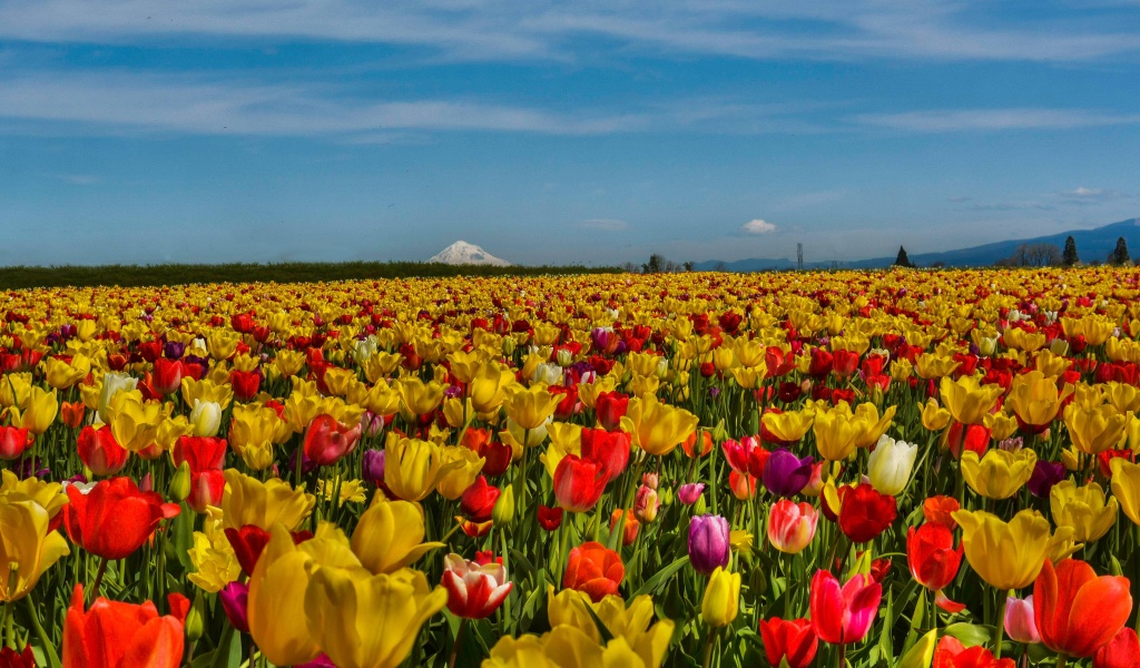 Field Of Flowers