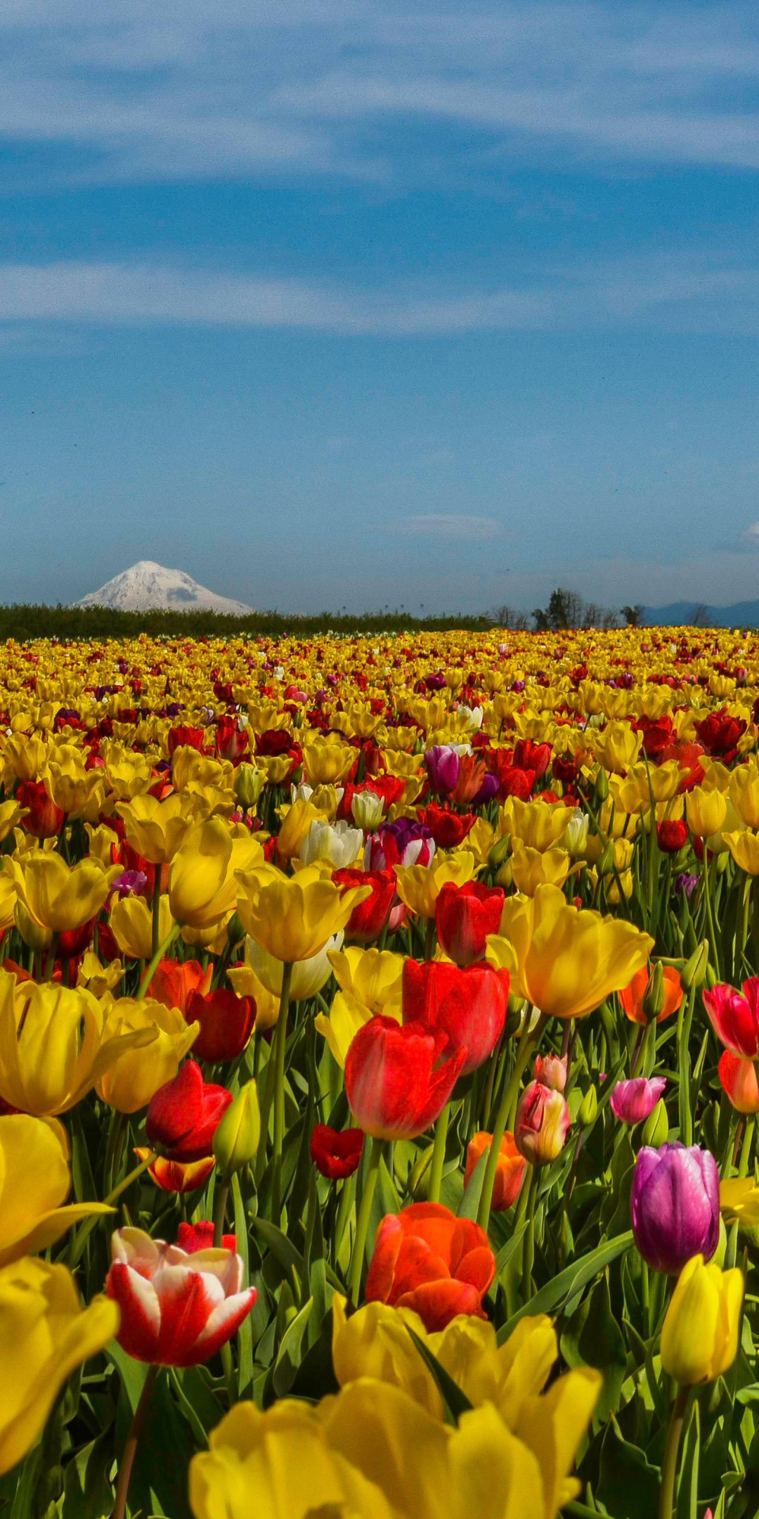 Field Of Flowers