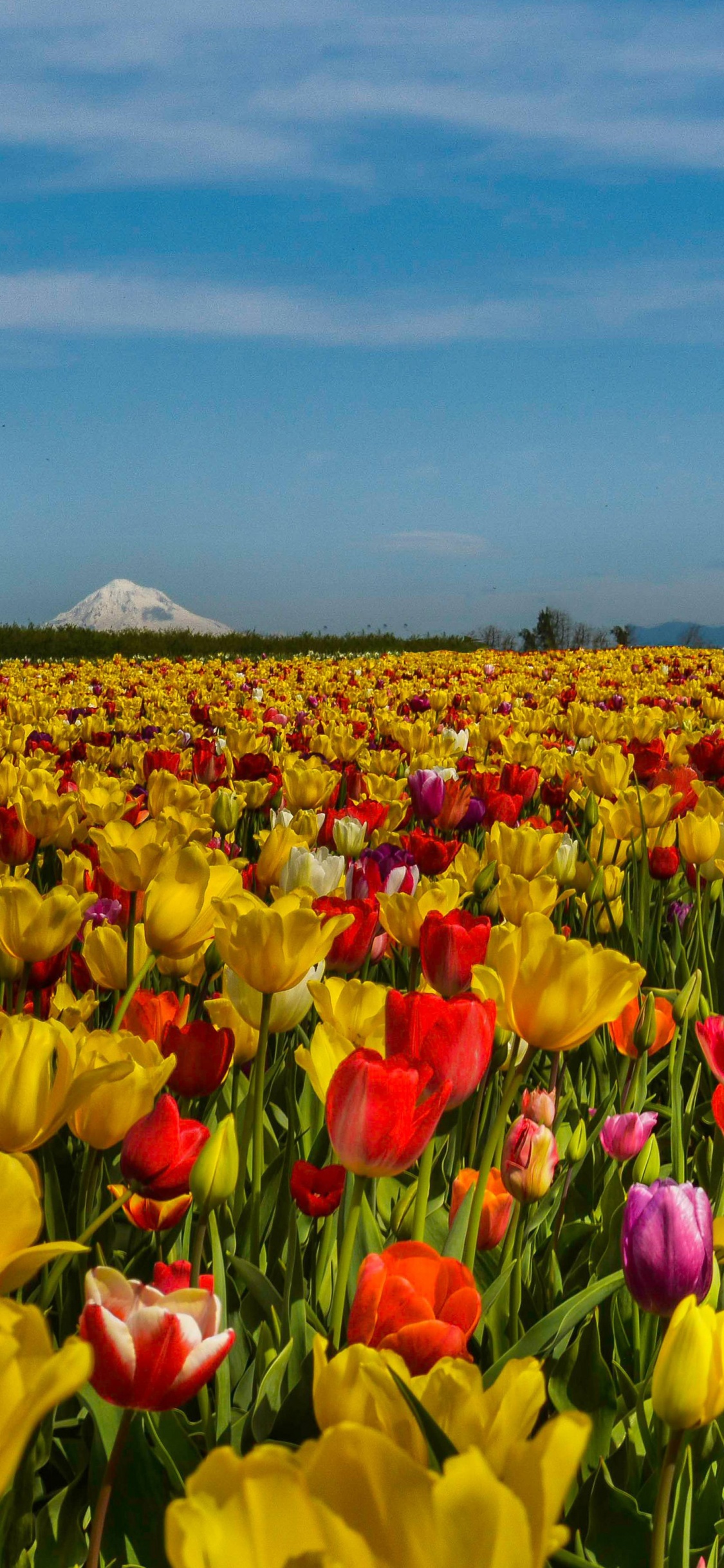 Field Of Flowers