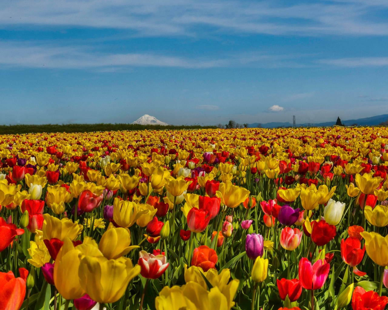 Field Of Flowers