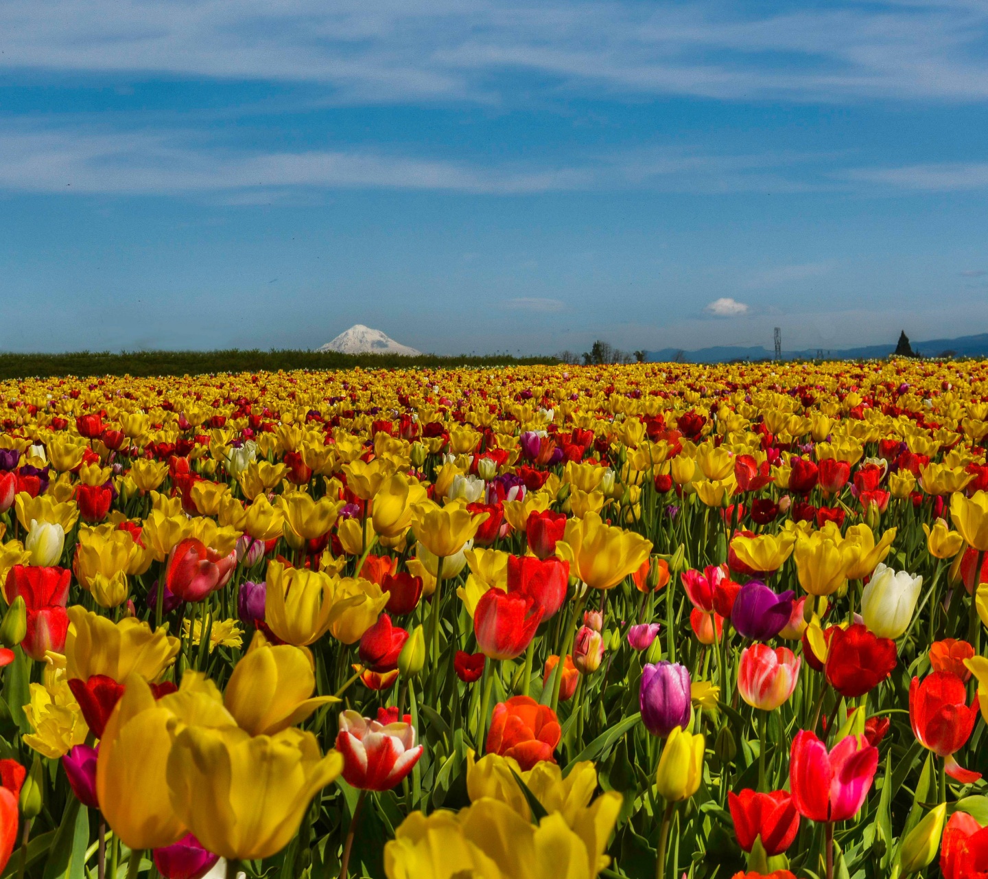 Field Of Flowers