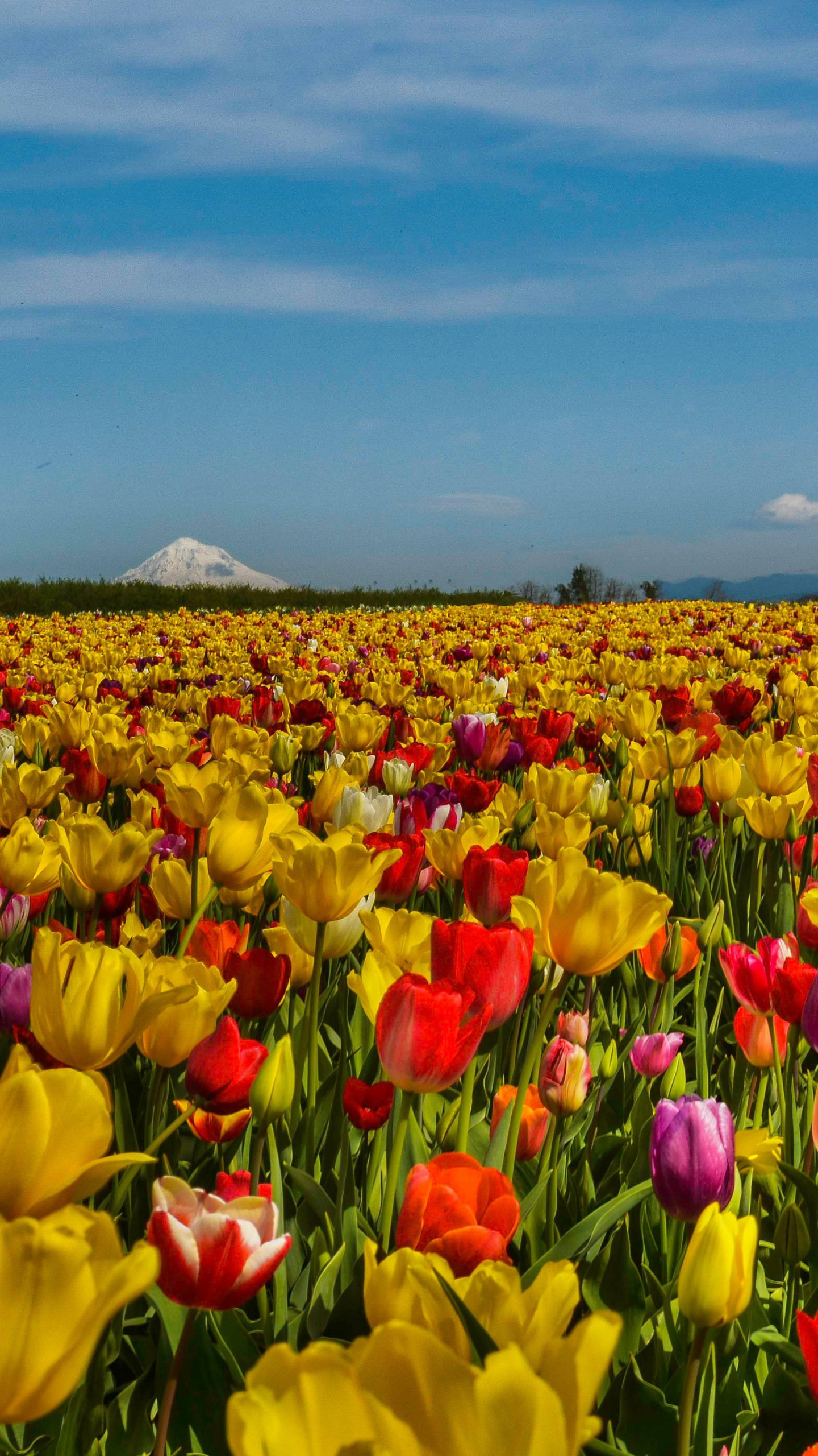 Field Of Flowers