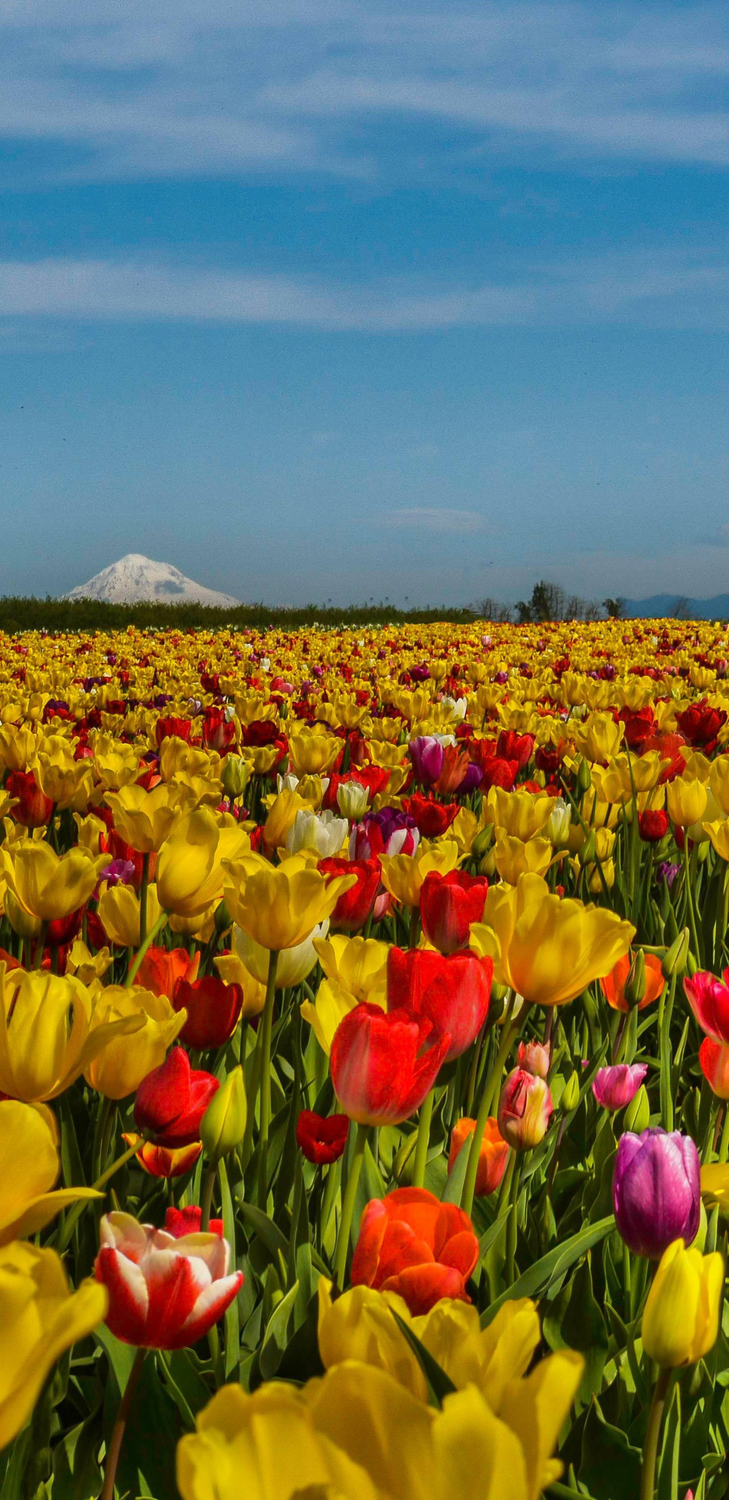 Field Of Flowers