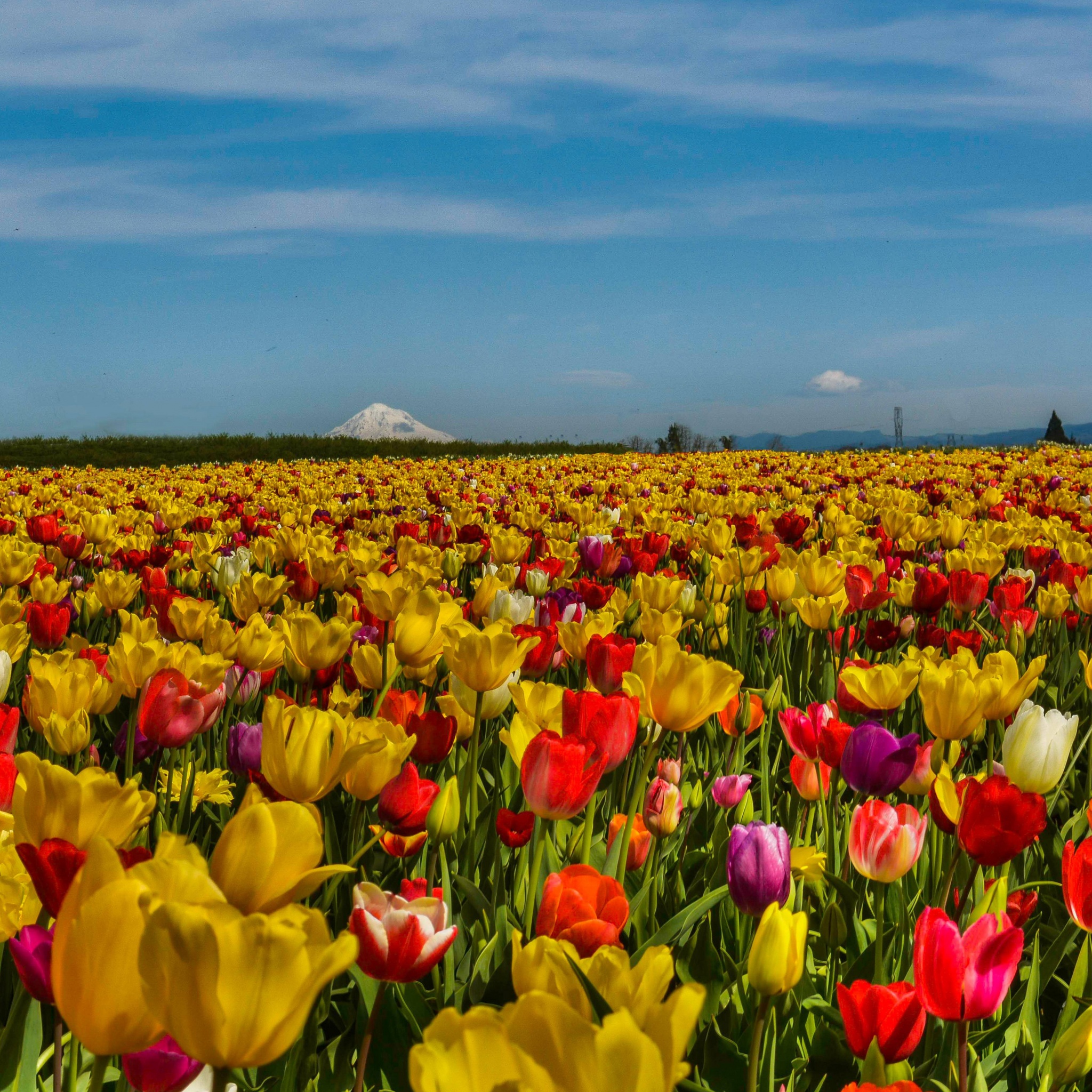 Field Of Flowers