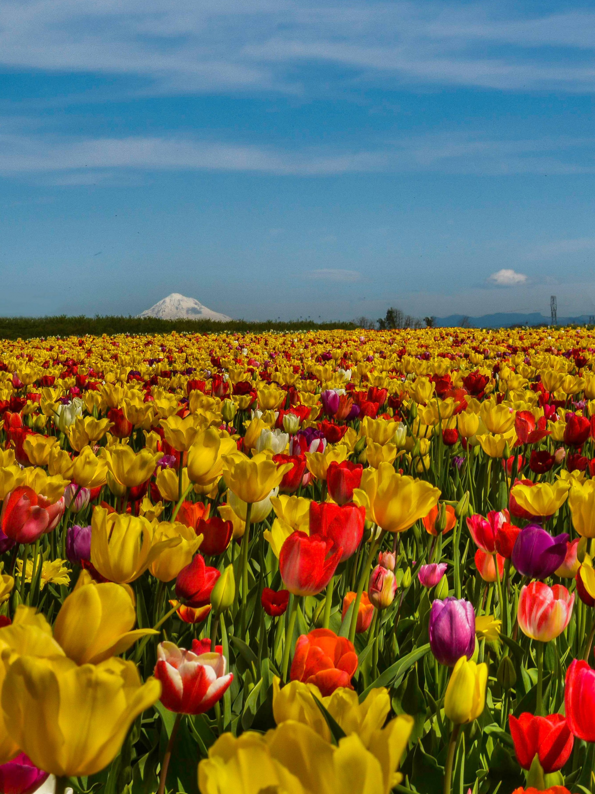 Field Of Flowers