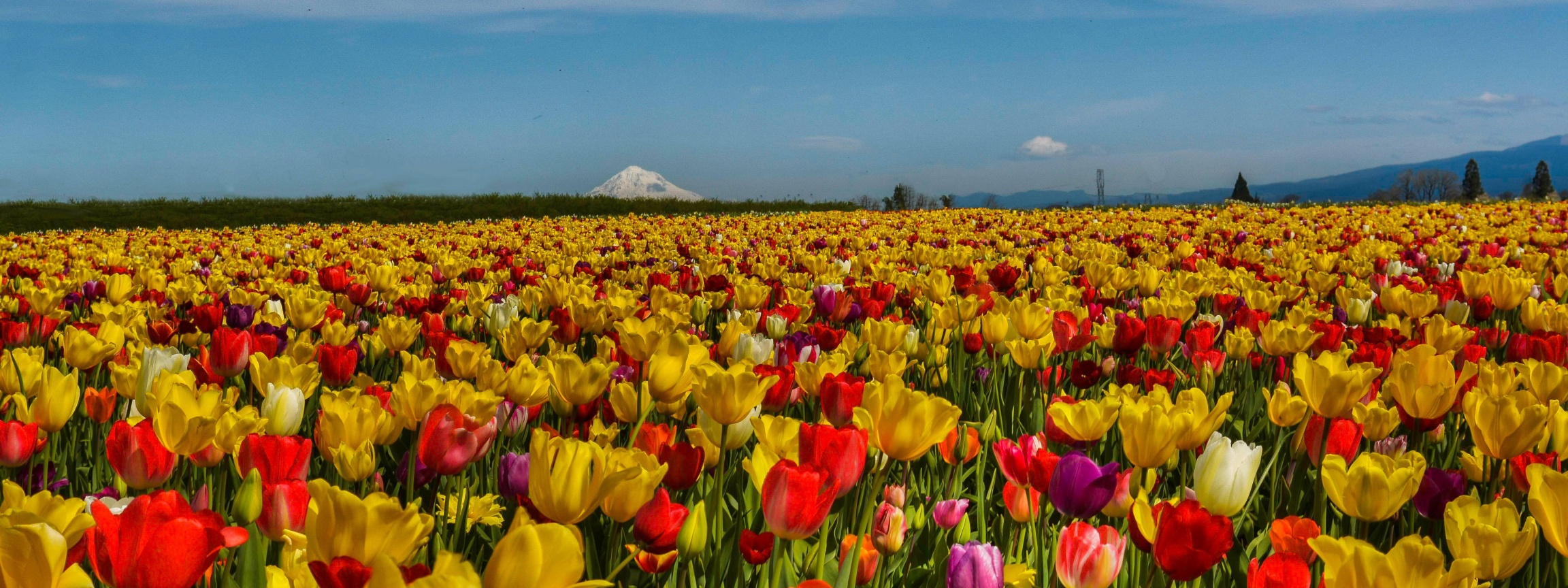 Field Of Flowers