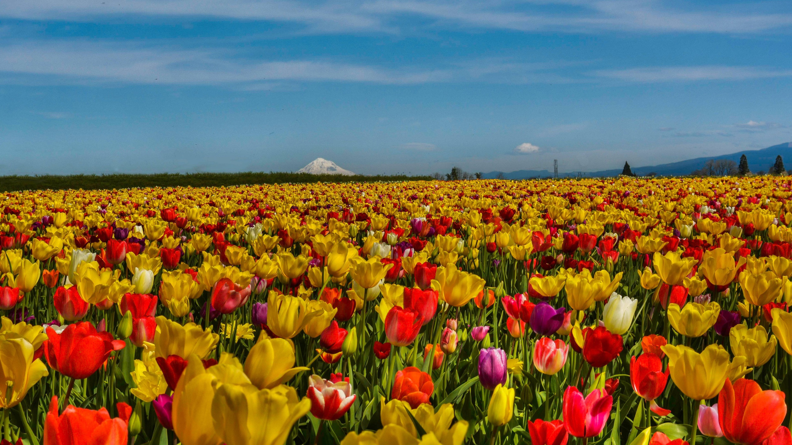 Field Of Flowers