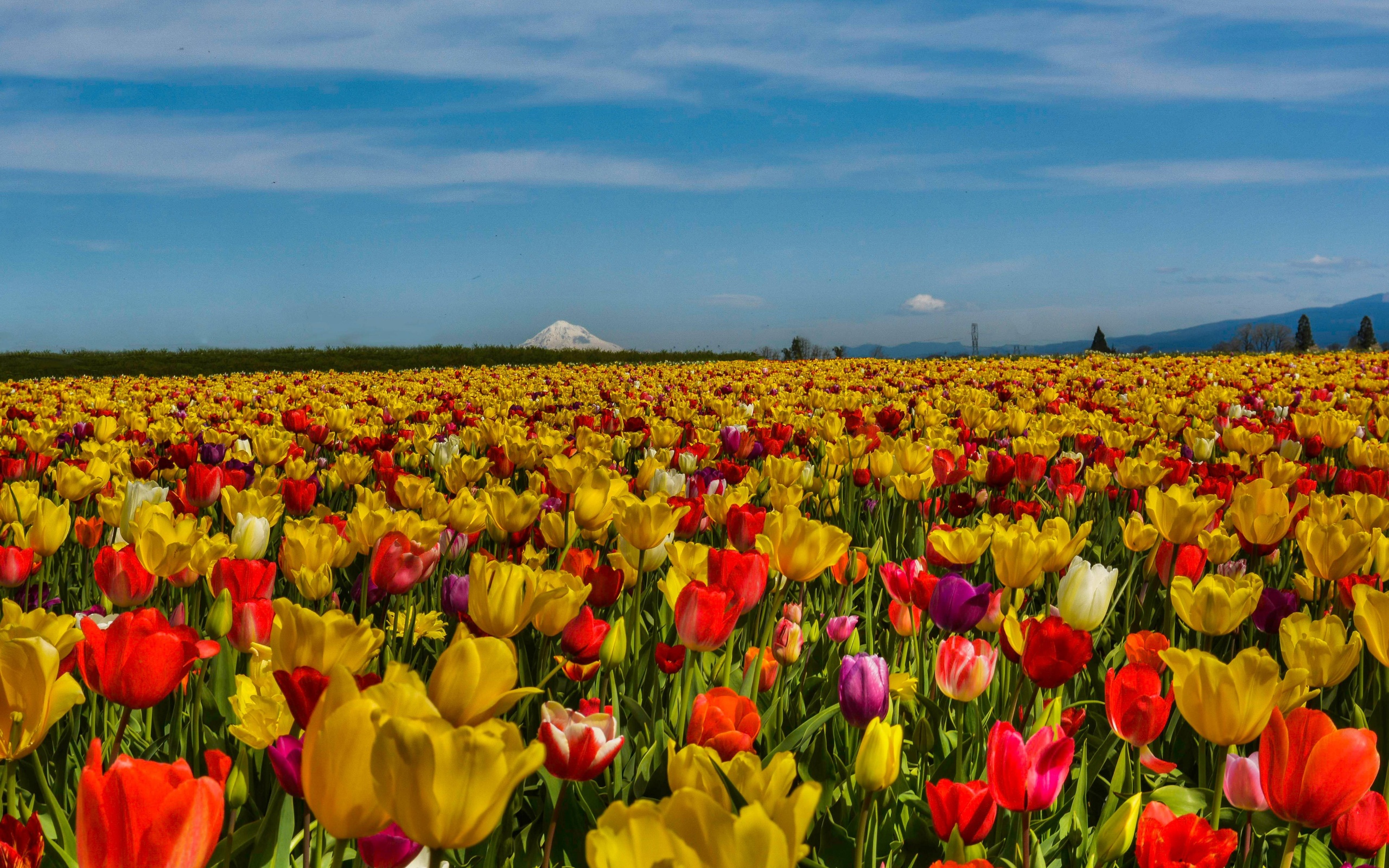 Field Of Flowers