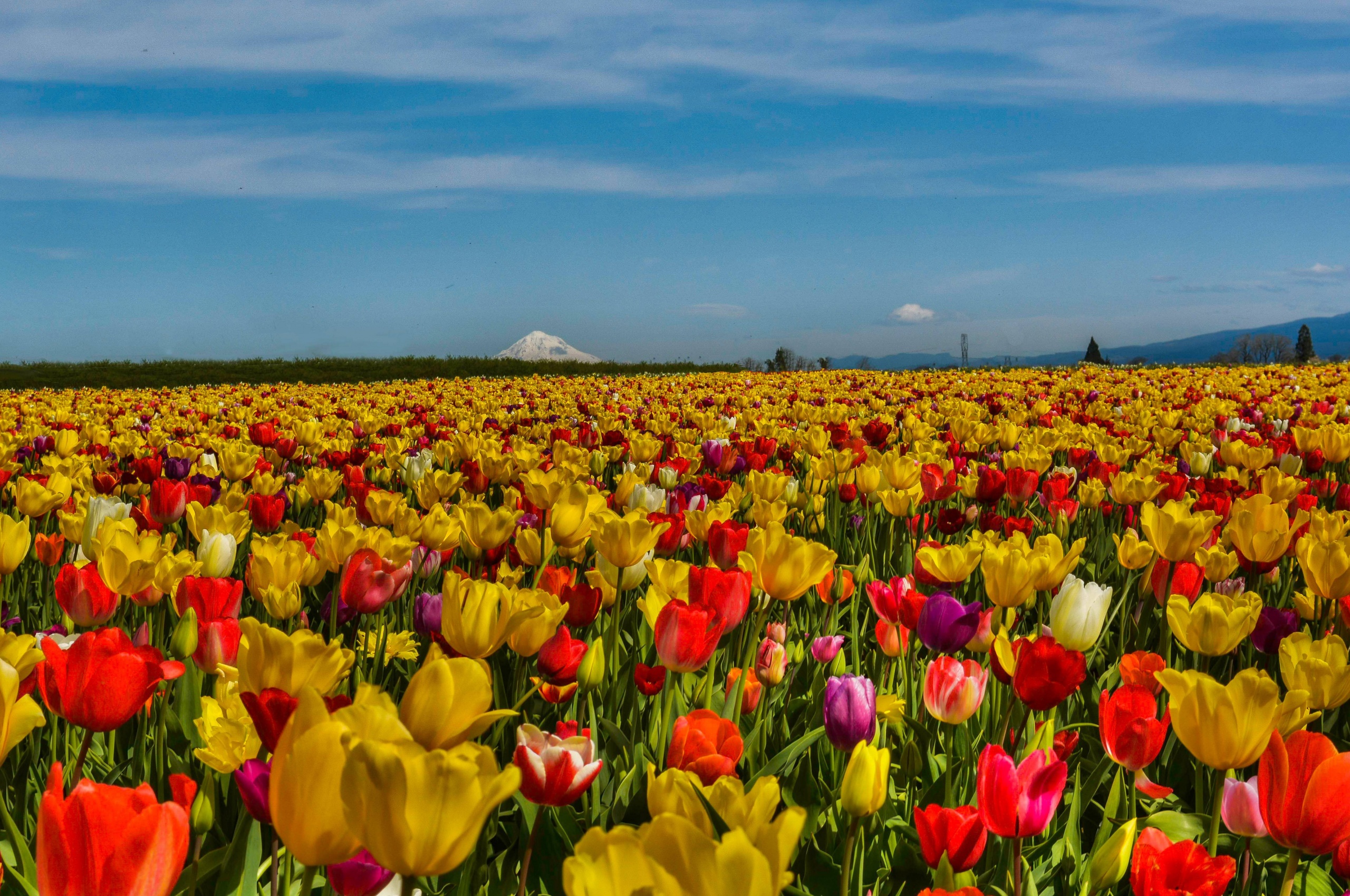 Field Of Flowers