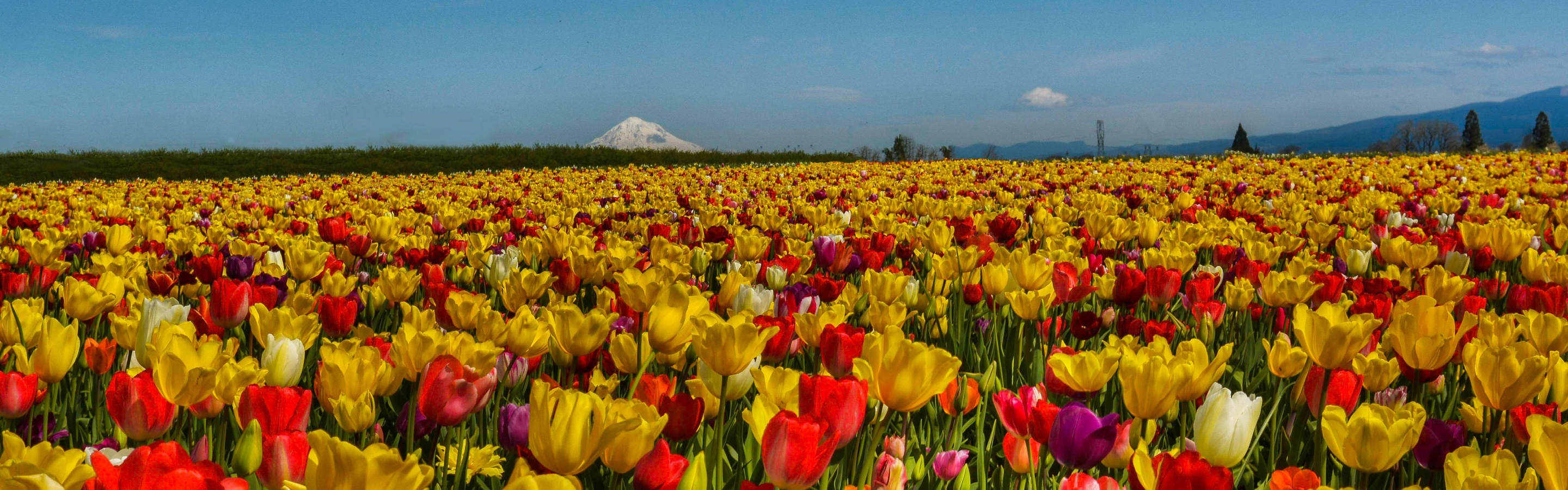 Field Of Flowers