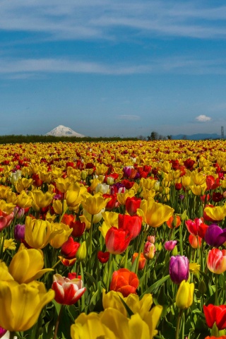 Field Of Flowers