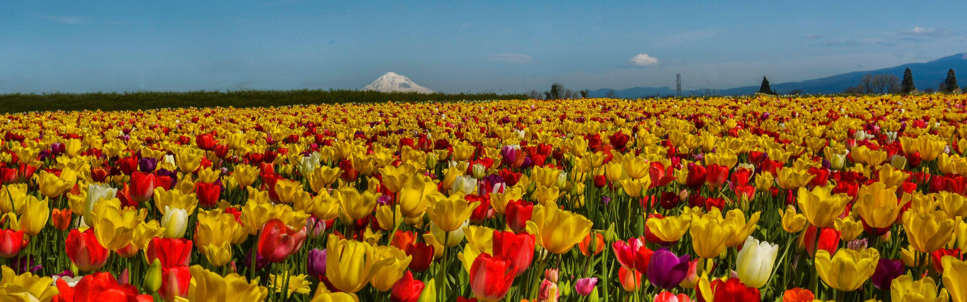 Field Of Flowers