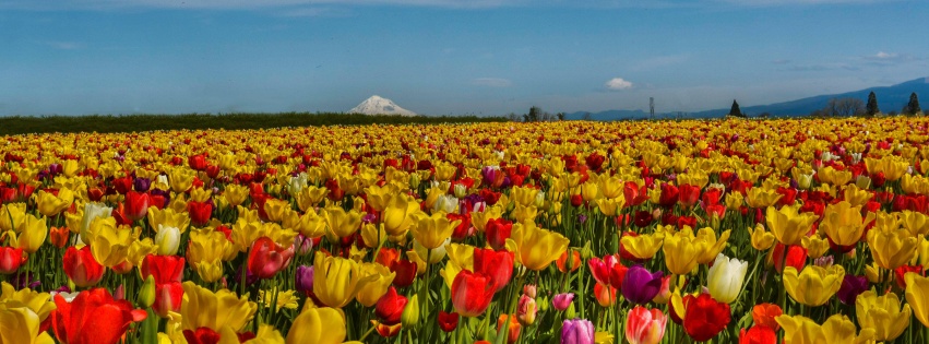 Field Of Flowers