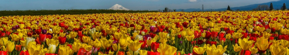 Field Of Flowers