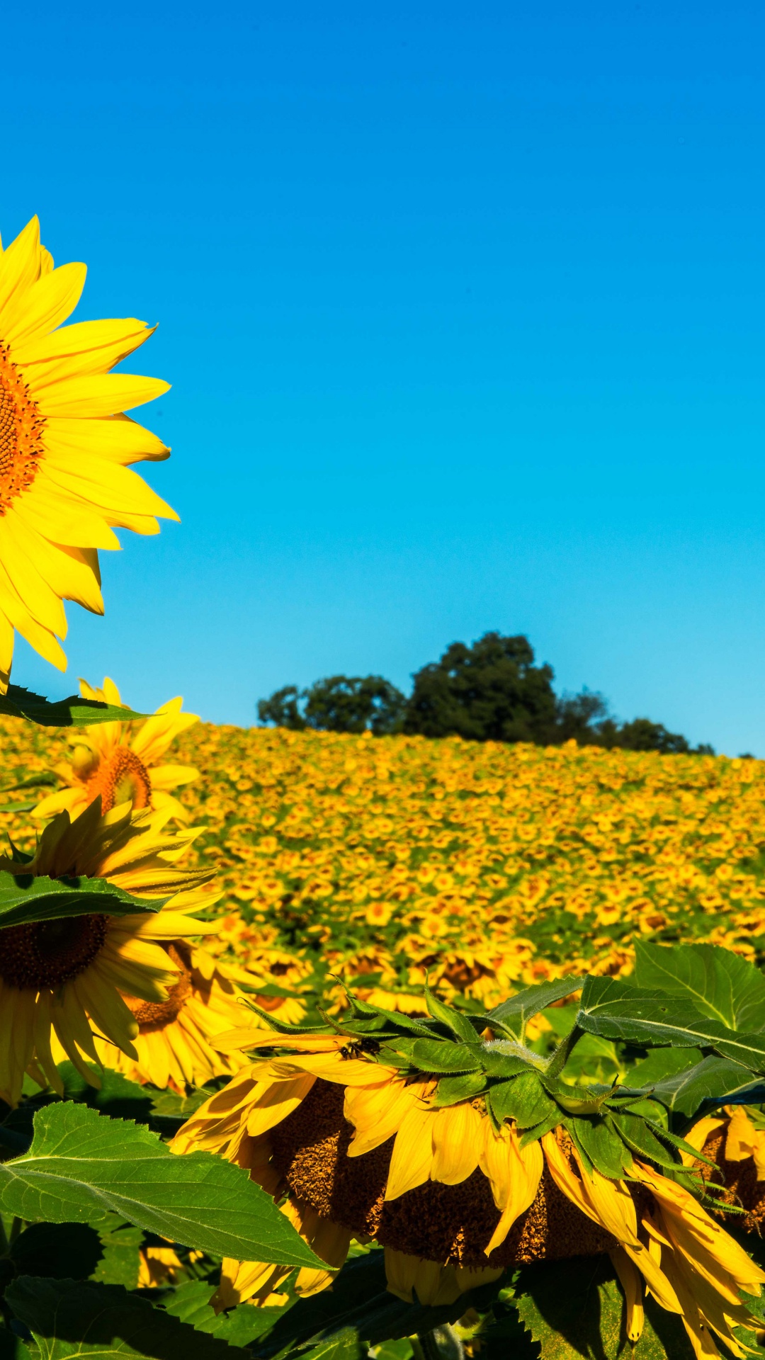 Field Of Sunflowers