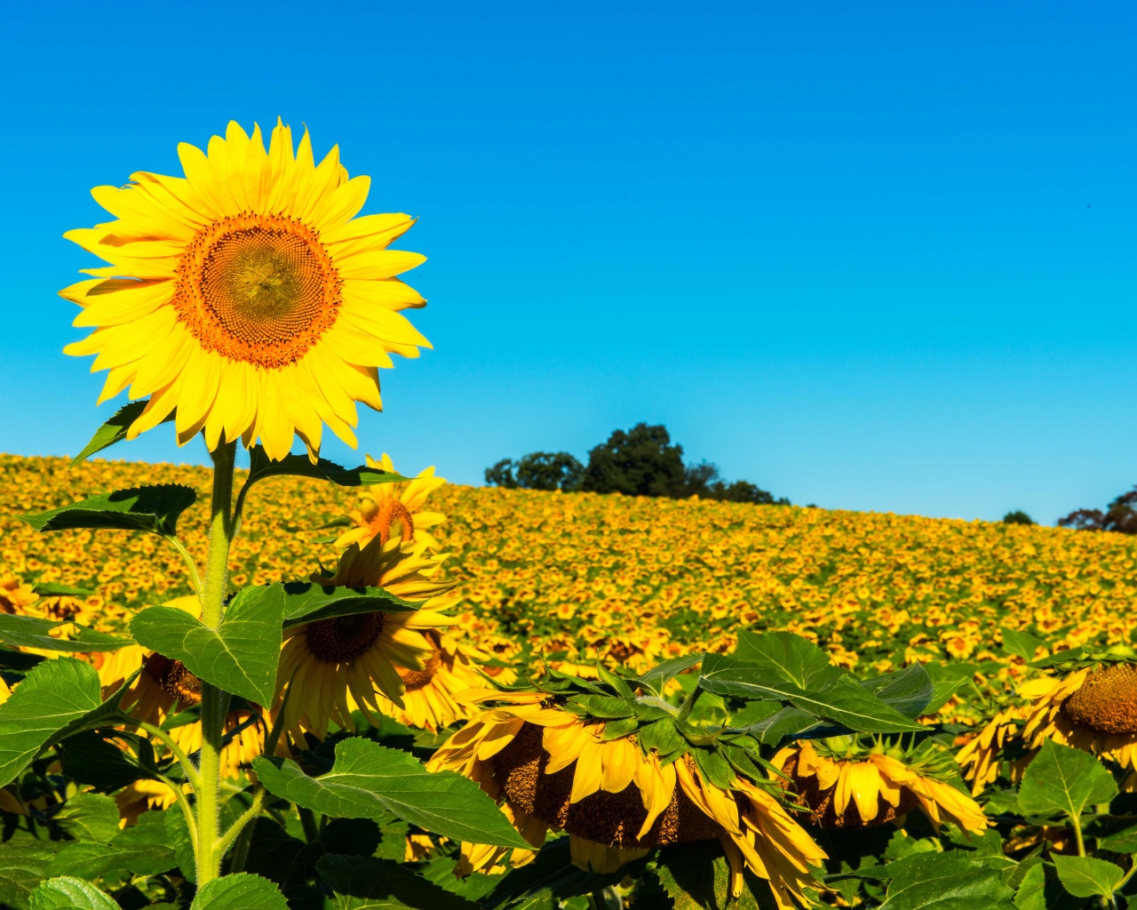 Field Of Sunflowers