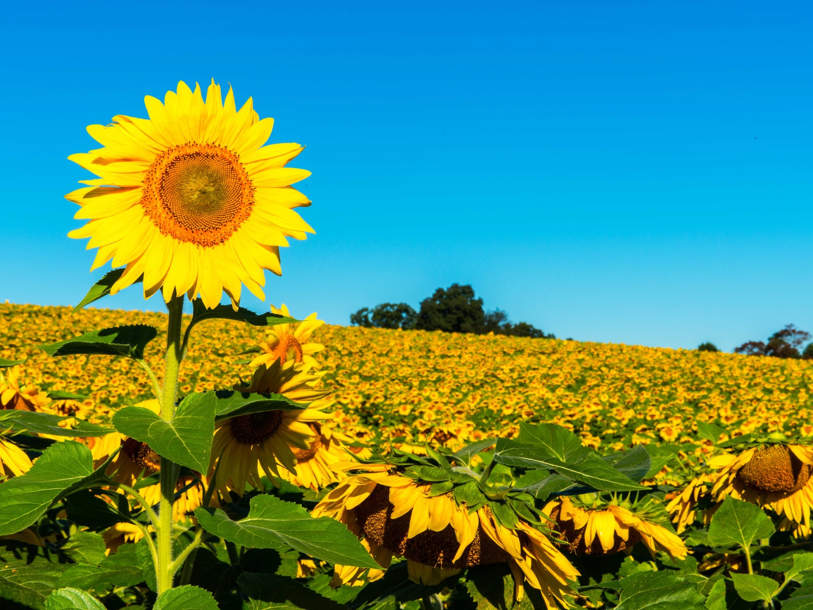 Field Of Sunflowers