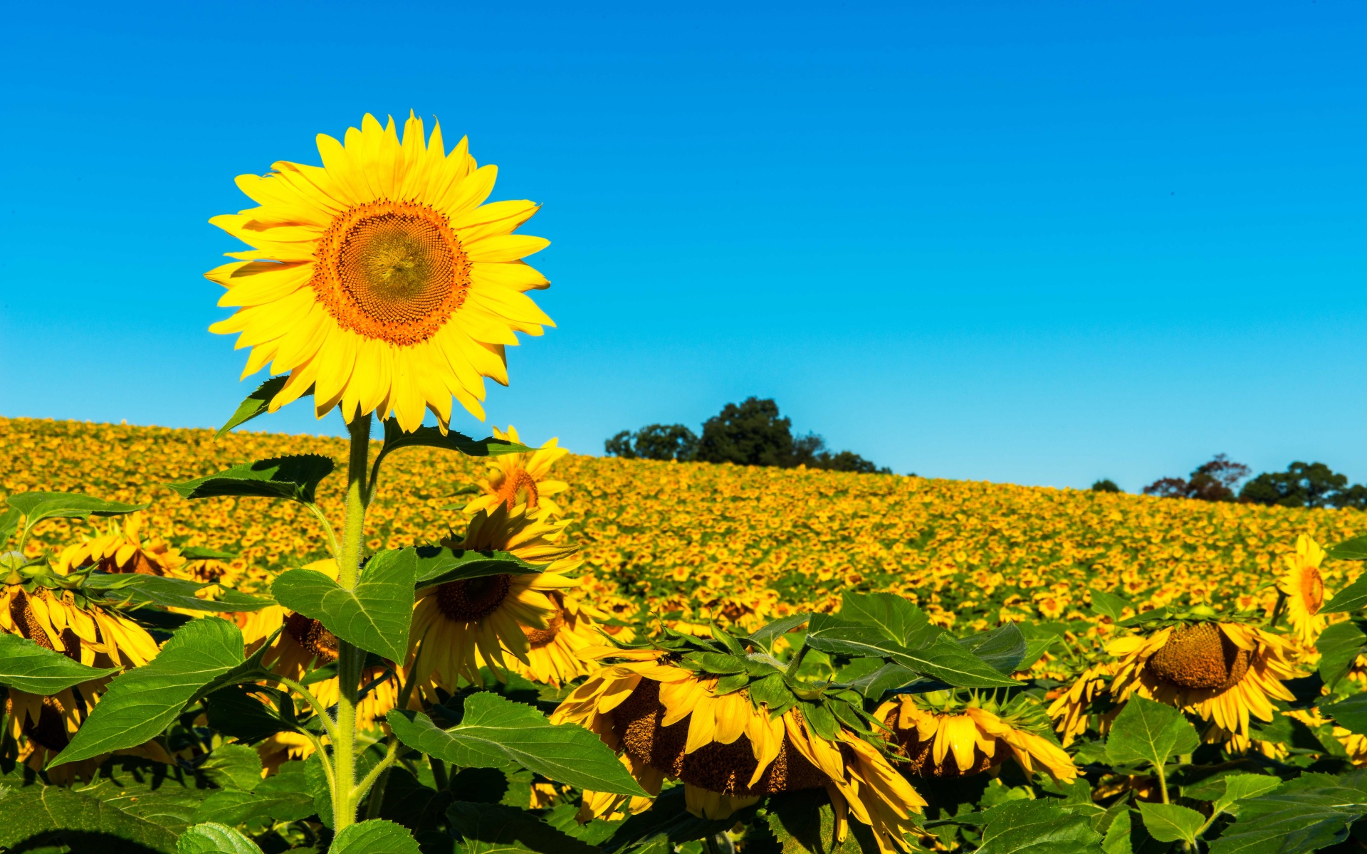 Field Of Sunflowers