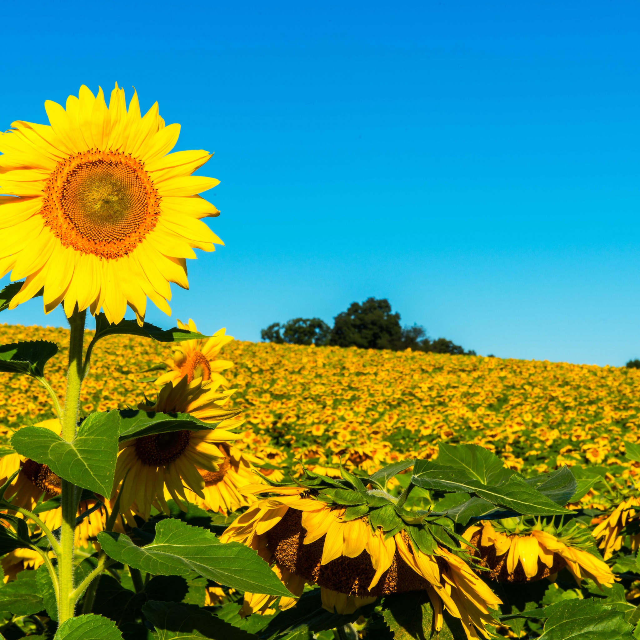 Field Of Sunflowers