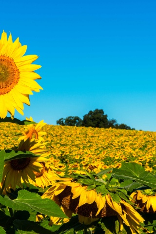 Field Of Sunflowers