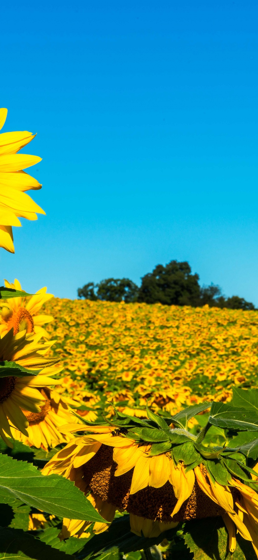 Field Of Sunflowers