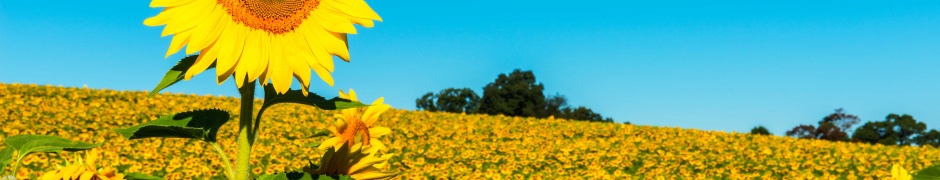 Field Of Sunflowers