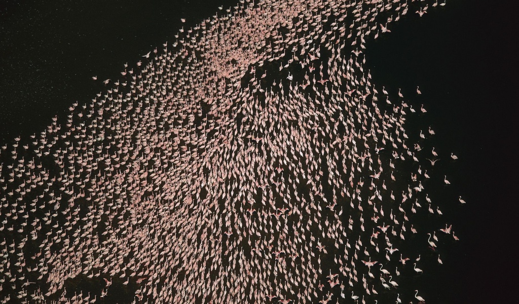 Flamingo Bird Horde