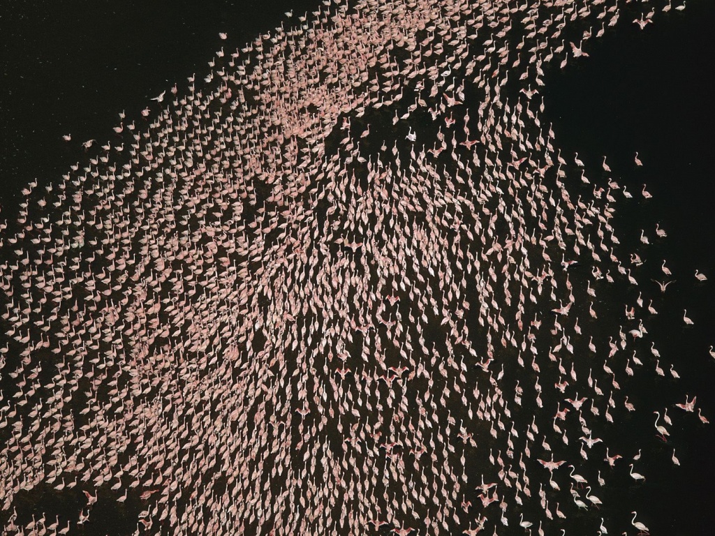 Flamingo Bird Horde