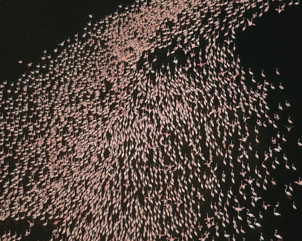 Flamingo Bird Horde