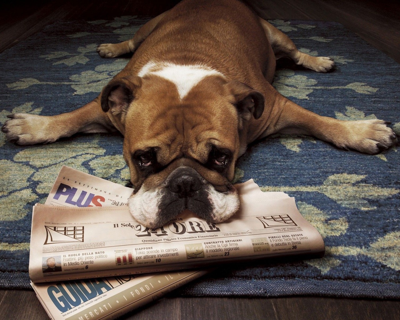 Floor Animals Dogs Funny Lying Down Newspapers Rugs Wood Floor