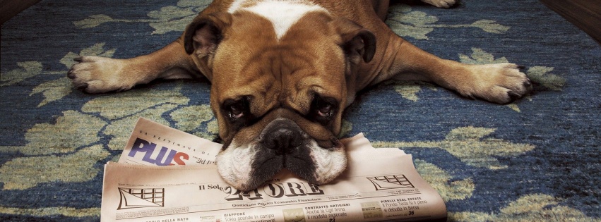 Floor Animals Dogs Funny Lying Down Newspapers Rugs Wood Floor