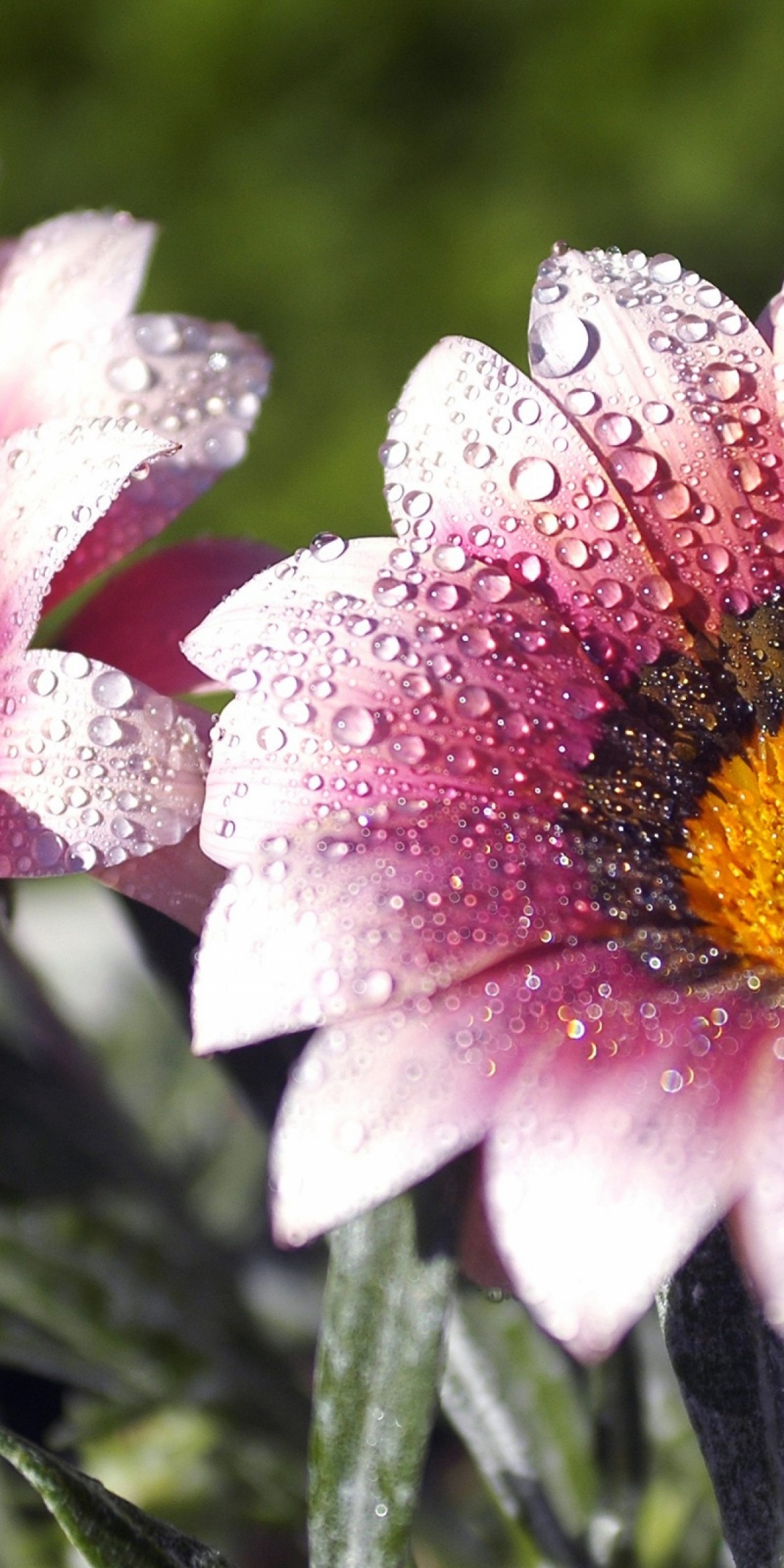 Flowers Covered With Dew