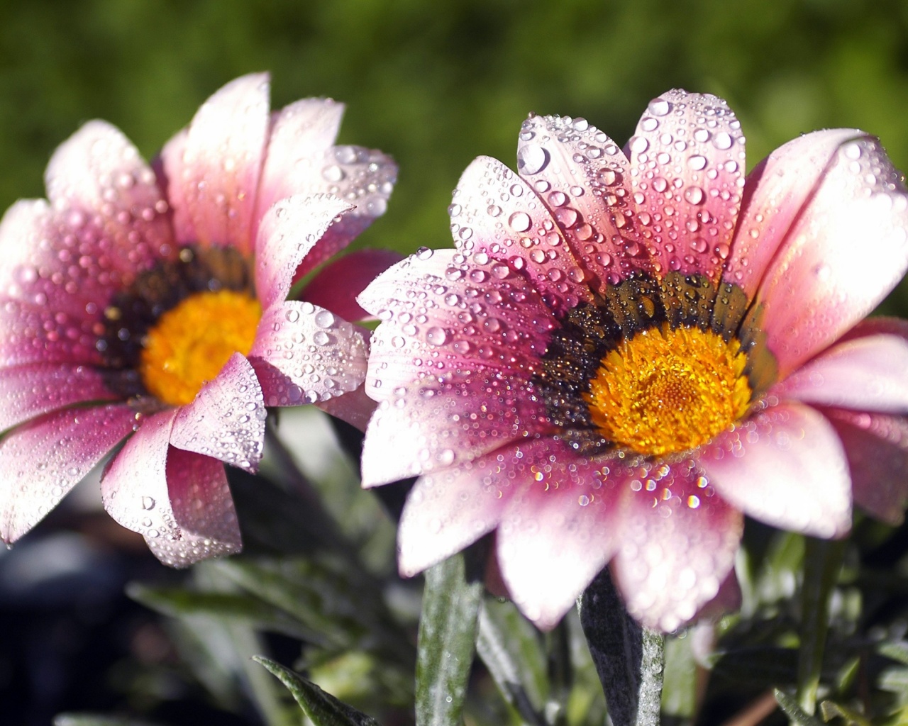 Flowers Covered With Dew