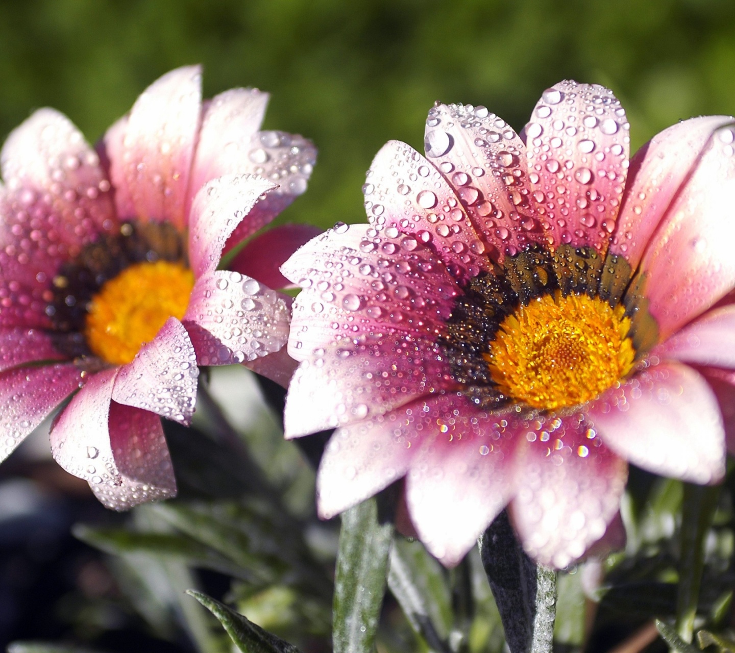 Flowers Covered With Dew