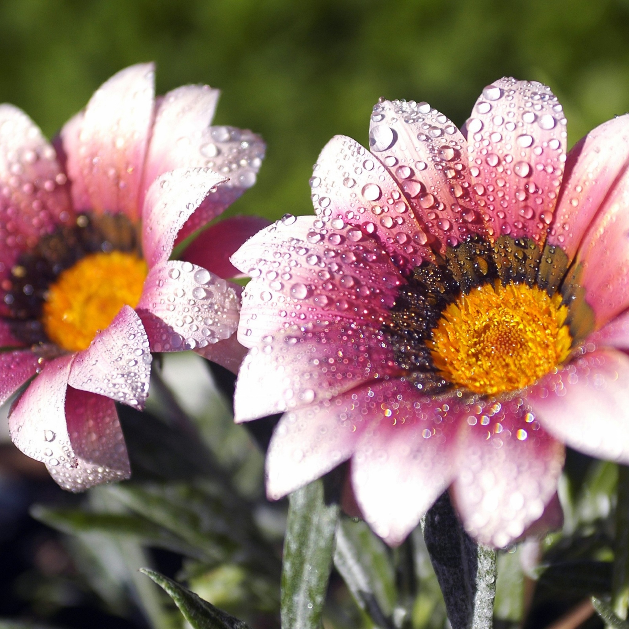 Flowers Covered With Dew