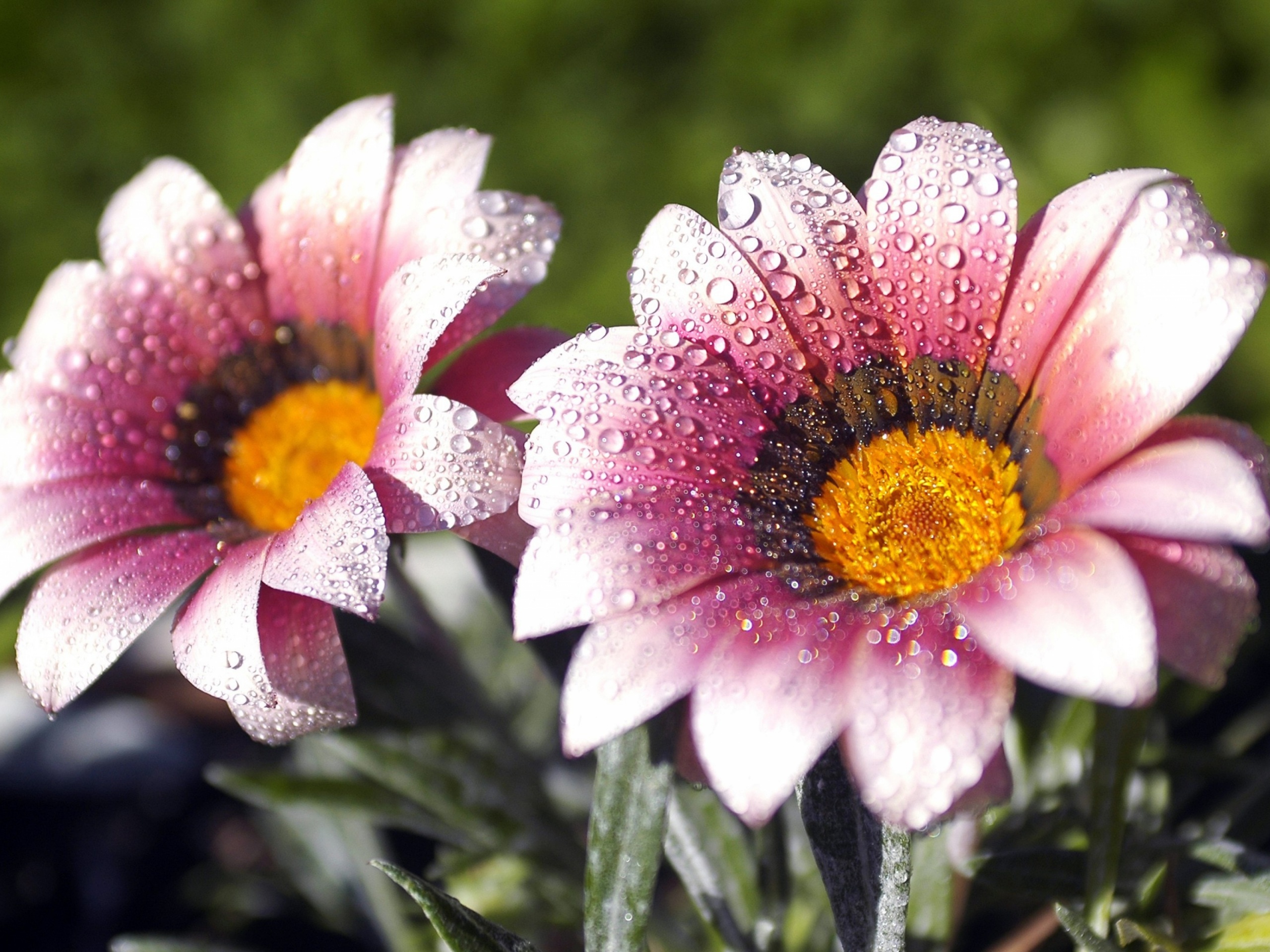 Flowers Covered With Dew