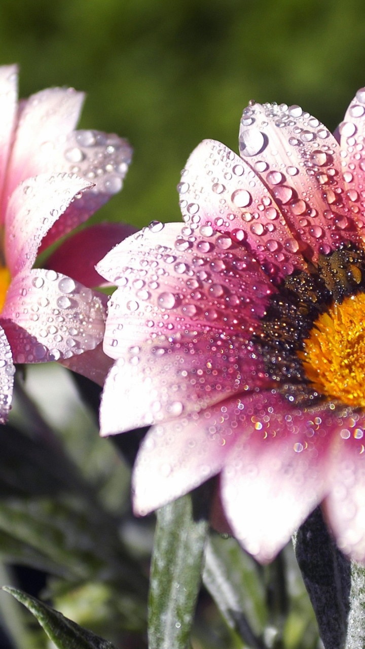 Flowers Covered With Dew