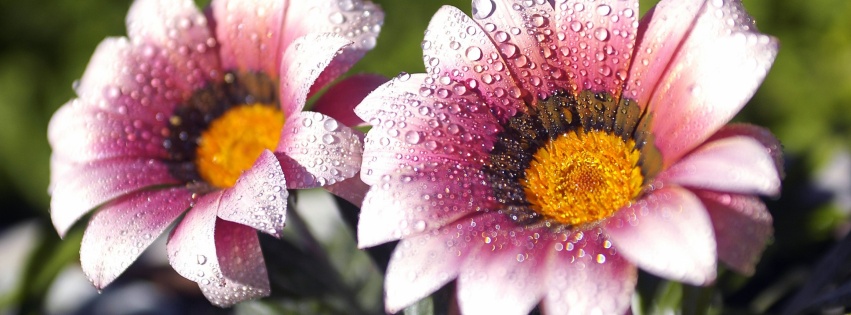 Flowers Covered With Dew