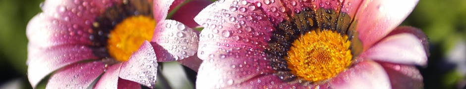 Flowers Covered With Dew