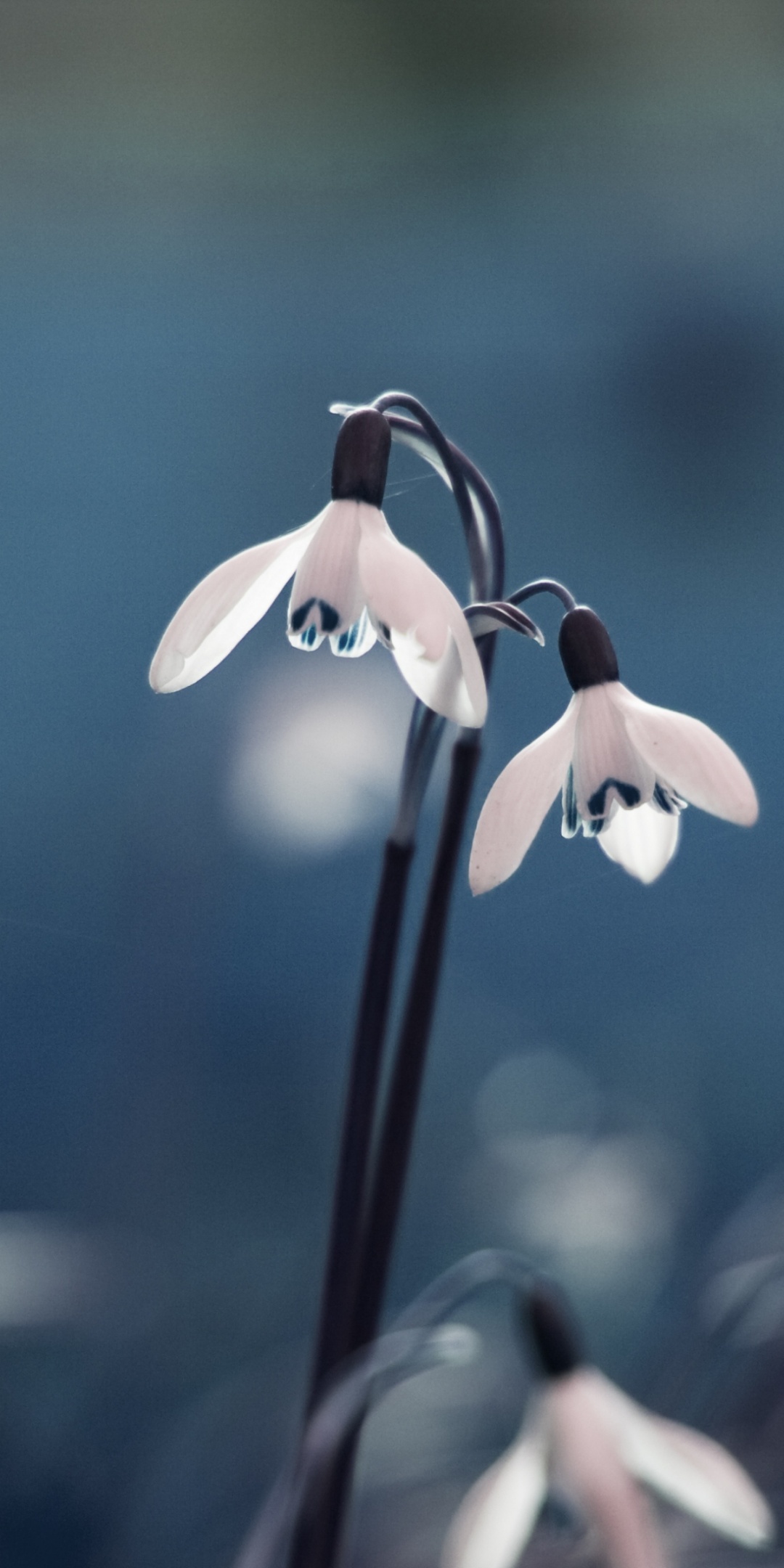 Flowers Drops Grass