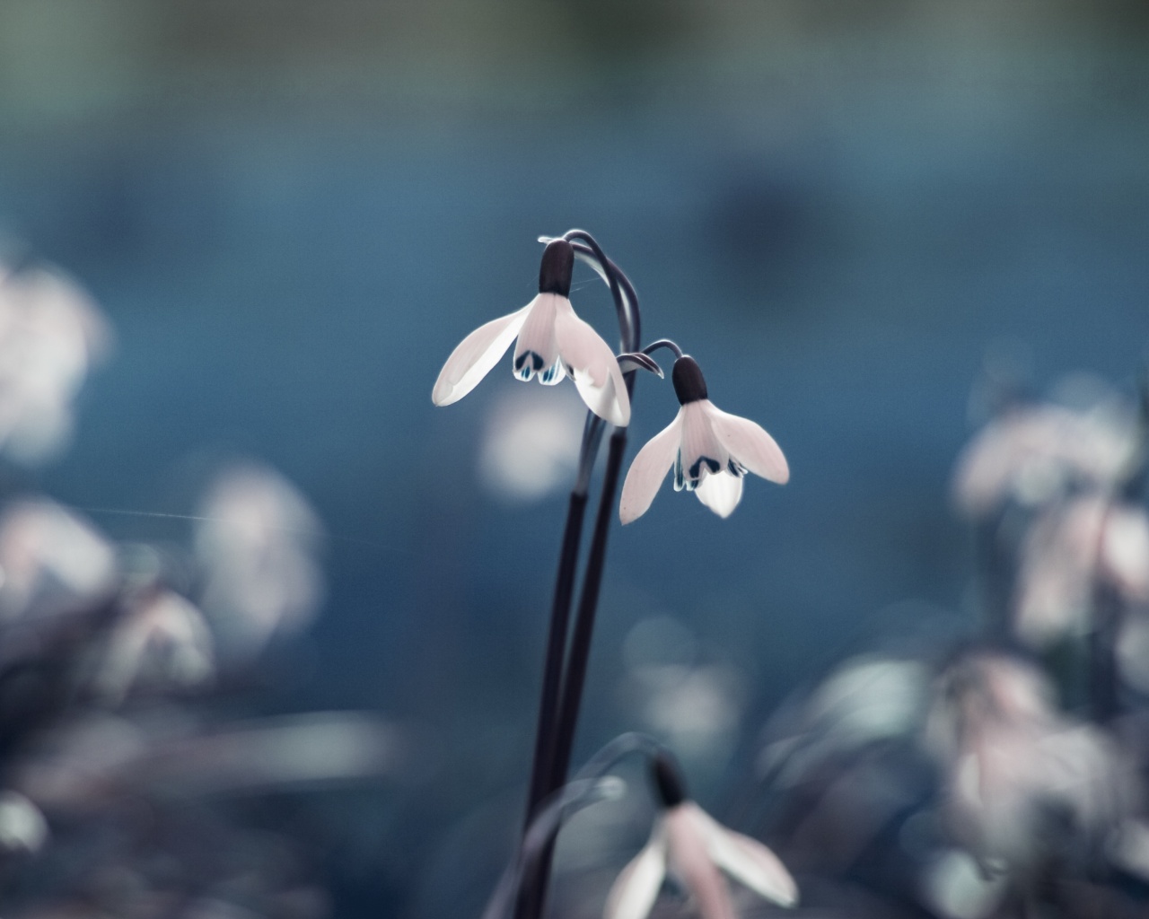 Flowers Drops Grass