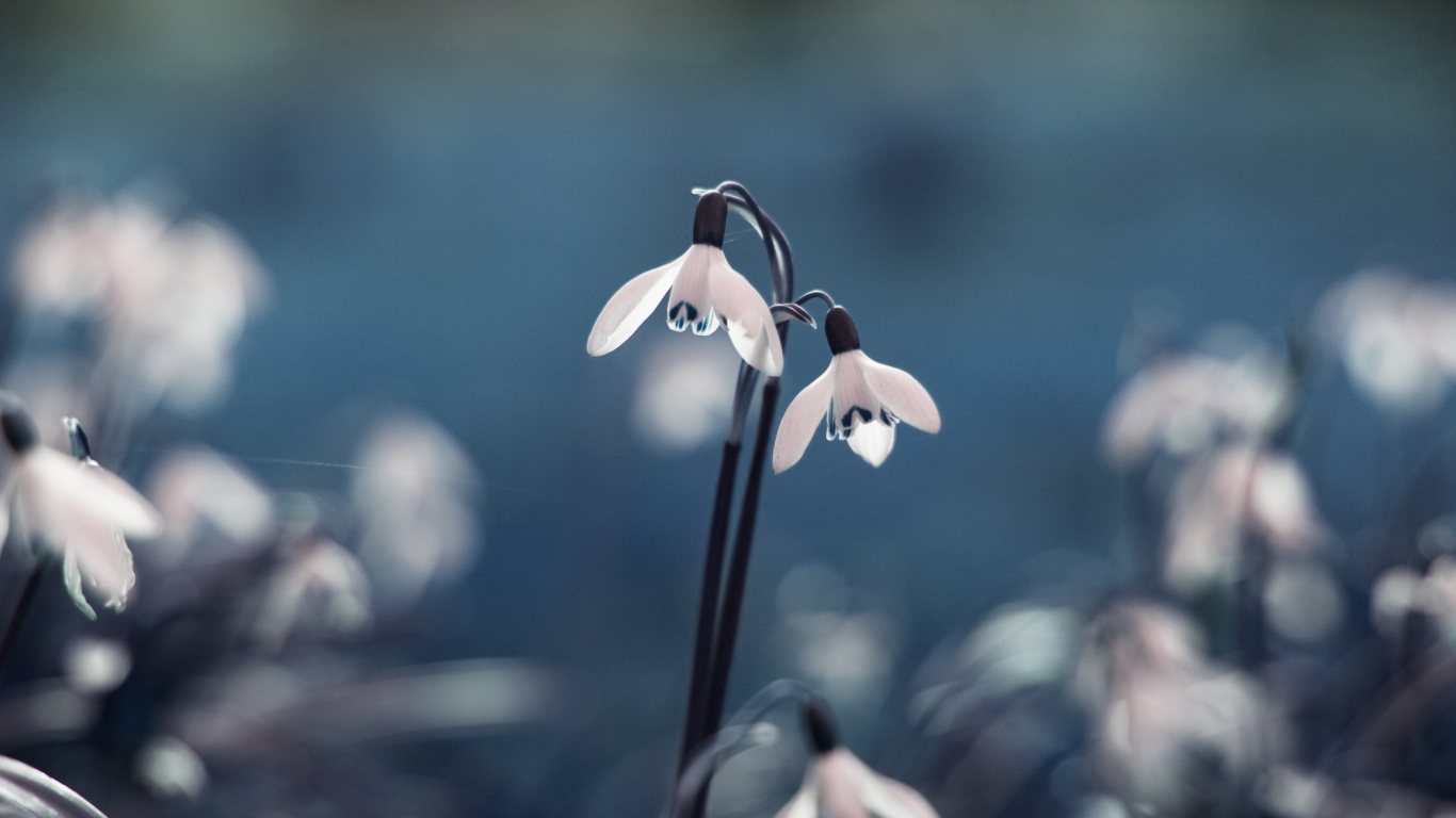 Flowers Drops Grass