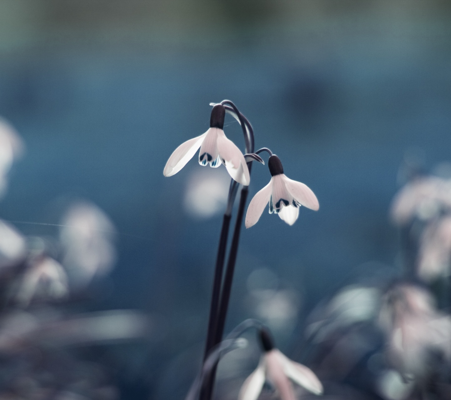 Flowers Drops Grass