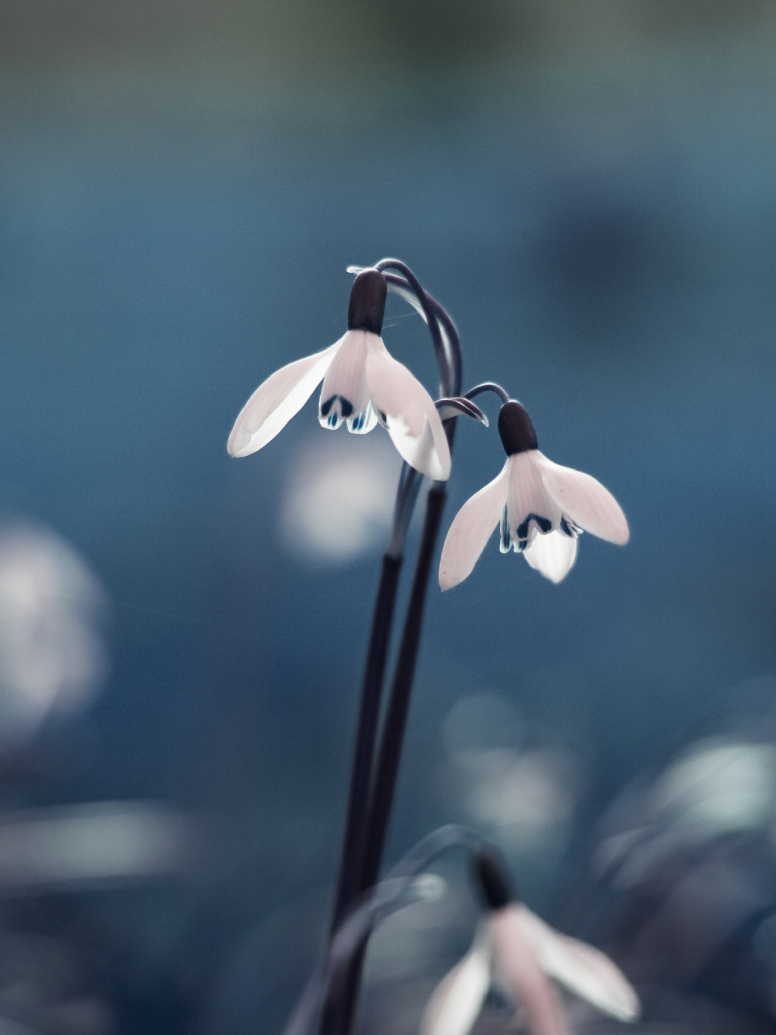 Flowers Drops Grass