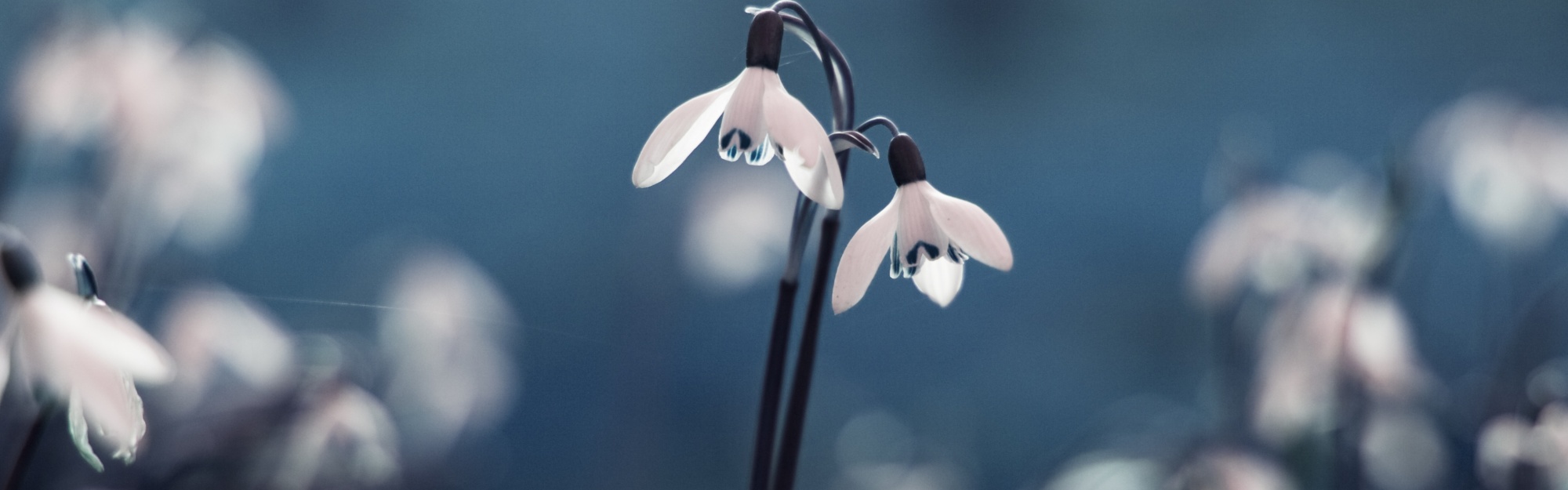 Flowers Drops Grass