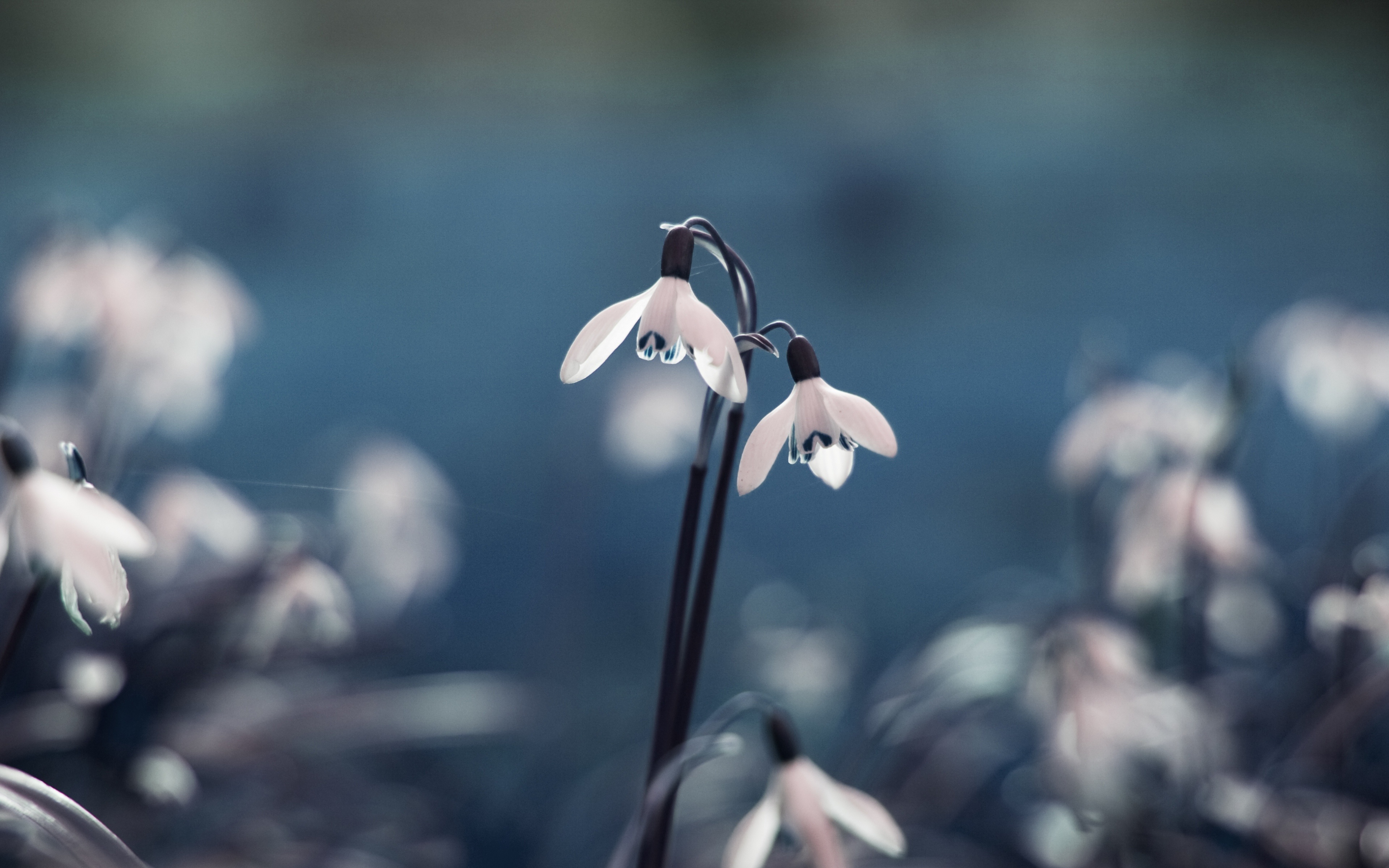 Flowers Drops Grass