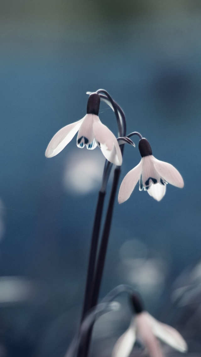 Flowers Drops Grass