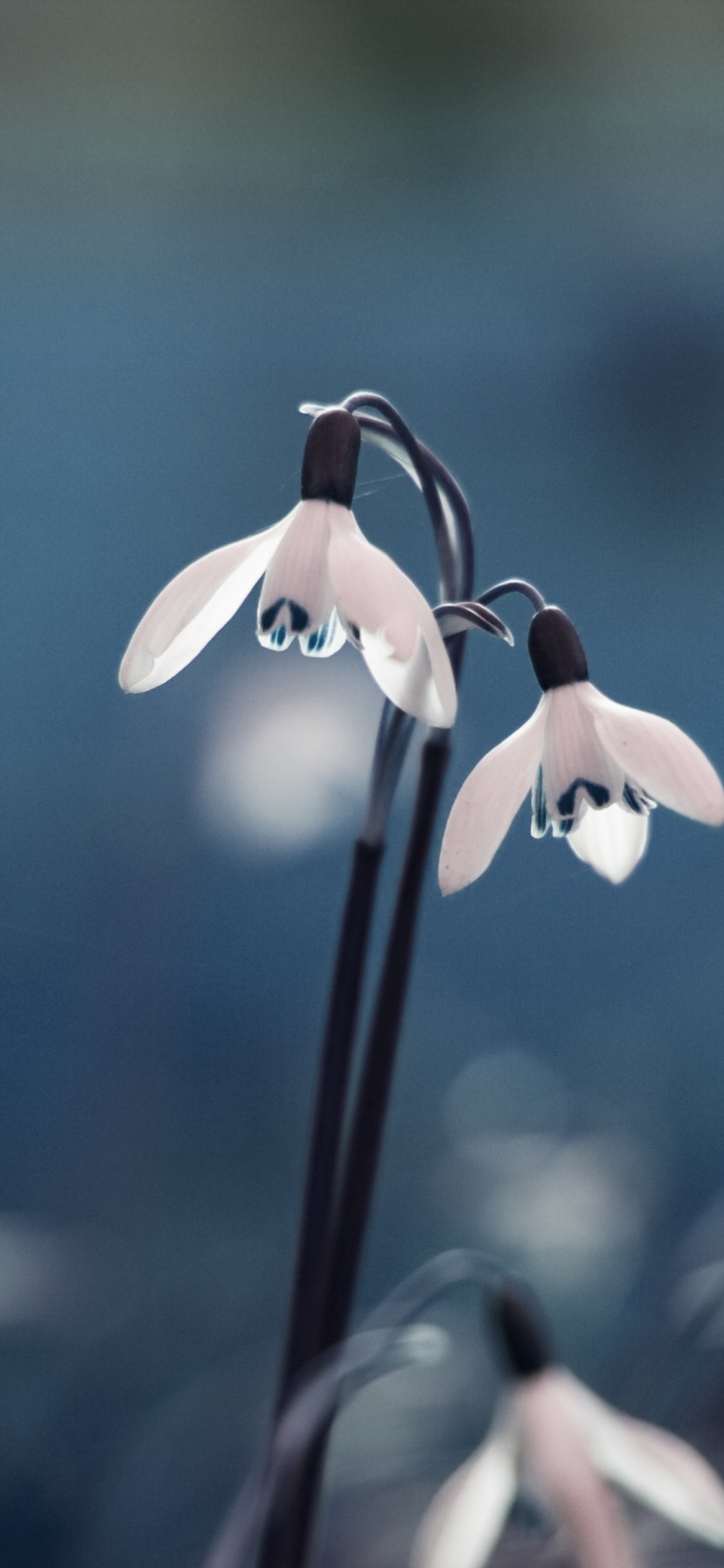 Flowers Drops Grass