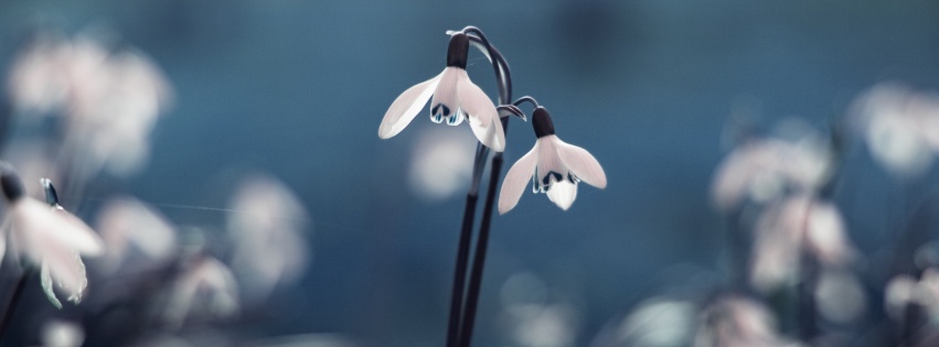 Flowers Drops Grass